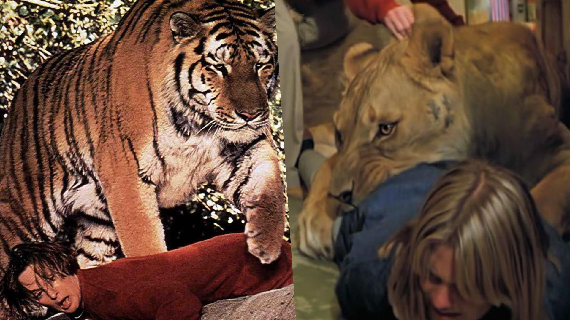 Já viu? Conheça Roar, o filme mais perigoso de todos os tempos