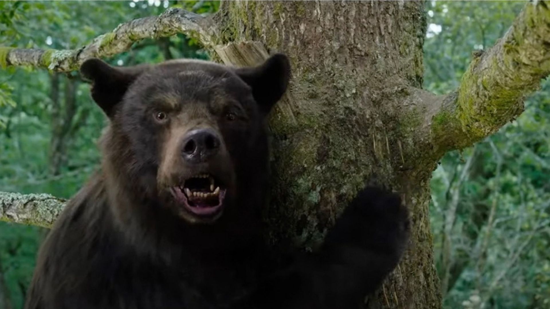 O Urso do Pó Branco: a opinião da crítica sobre o novo filme de Elizabeth Banks
